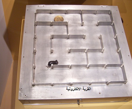 فأرة شانون